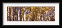 Forest, Grand Teton National Park, Teton County, Wyoming, USA Fine Art Print