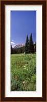 Wildflowers in a forest, Crested Butte, Gunnison County, Colorado, USA Fine Art Print