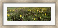 Wildflowers in a field, Crested Butte, Colorado Fine Art Print