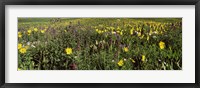 Wildflowers in a field, Crested Butte, Colorado Fine Art Print