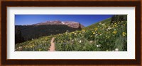 Wildflowers in a field with Mountains, Crested Butte, Colorado Fine Art Print