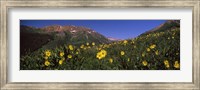 Wildflowers in a forest, Kebler Pass, Crested Butte, Gunnison County, Colorado, USA Fine Art Print