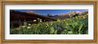 Wildflowers in a forest, West Maroon Pass, Crested Butte, Gunnison County, Colorado, USA Fine Art Print