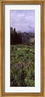Forest, Washington Gulch Trail, Crested Butte, Gunnison County, Colorado (vertical) Fine Art Print