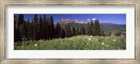 Forest, Kebler Pass, Crested Butte, Gunnison County, Colorado, USA Fine Art Print