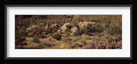 Saguaro cacti (Carnegiea gigantea) on a landscape, Organ Pipe Cactus National Monument, Arizona, USA Fine Art Print