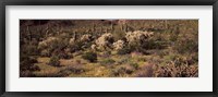 Saguaro cacti (Carnegiea gigantea) on a landscape, Organ Pipe Cactus National Monument, Arizona, USA Fine Art Print