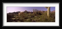 Organ Pipe cactus, Arizona Fine Art Print