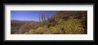 Organ Pipe cactus and yellow wildflowers, Arizona Fine Art Print