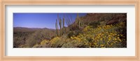 Organ Pipe cactus and yellow wildflowers, Arizona Fine Art Print