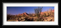 Organ Pipe Cacti, Organ Pipe Cactus National Monument, Arizona, USA Fine Art Print