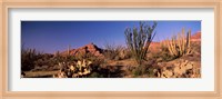 Organ Pipe Cacti, Organ Pipe Cactus National Monument, Arizona, USA Fine Art Print
