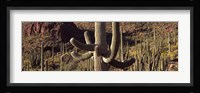 Cacti on a landscape, Arizona Fine Art Print