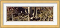 Cacti on a landscape, Arizona Fine Art Print