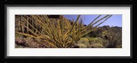 Plants on a landscape, Organ Pipe Cactus National Monument, Arizona (horizontal) Fine Art Print