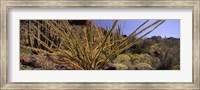 Plants on a landscape, Organ Pipe Cactus National Monument, Arizona (horizontal) Fine Art Print