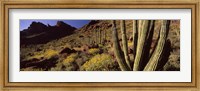 Desert Landscape, Organ Pipe Cactus National Monument, Arizona, USA Fine Art Print
