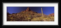 Organ Pipe Cactus National Monument, Arizona Fine Art Print