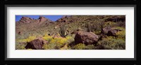 Cacti with wildflowers on a landscape, Organ Pipe Cactus National Monument, Arizona, USA Fine Art Print
