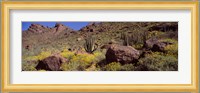 Cacti with wildflowers on a landscape, Organ Pipe Cactus National Monument, Arizona, USA Fine Art Print