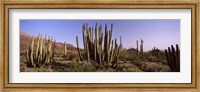 Organ Pipe Cacti on a Landscape, Organ Pipe Cactus National Monument, Arizona, USA Fine Art Print