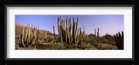 Organ Pipe Cacti on a Landscape, Organ Pipe Cactus National Monument, Arizona, USA Fine Art Print