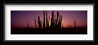 Silhouette of Organ Pipe cacti (Stenocereus thurberi) on a landscape, Organ Pipe Cactus National Monument, Arizona, USA Fine Art Print