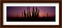 Silhouette of Organ Pipe cacti (Stenocereus thurberi) on a landscape, Organ Pipe Cactus National Monument, Arizona, USA Fine Art Print