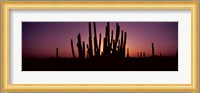 Silhouette of Organ Pipe cacti (Stenocereus thurberi) on a landscape, Organ Pipe Cactus National Monument, Arizona, USA Fine Art Print