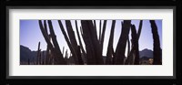 Cactus Close-Up, Organ Pipe Cactus National Monument, Arizona, USA Fine Art Print