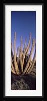 Organ Pipe Cacti, Organ Pipe Cactus National Monument, Arizona (horizontal) Fine Art Print