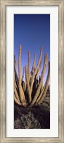 Organ Pipe Cacti, Organ Pipe Cactus National Monument, Arizona (horizontal) Fine Art Print