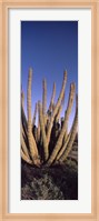 Organ Pipe Cacti, Organ Pipe Cactus National Monument, Arizona (horizontal) Fine Art Print