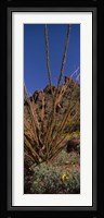 Plants on a landscape, Organ Pipe Cactus National Monument, Arizona (vertical) Fine Art Print