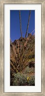 Plants on a landscape, Organ Pipe Cactus National Monument, Arizona (vertical) Fine Art Print