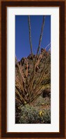 Plants on a landscape, Organ Pipe Cactus National Monument, Arizona (vertical) Fine Art Print