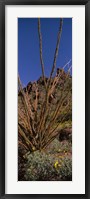 Plants on a landscape, Organ Pipe Cactus National Monument, Arizona (vertical) Framed Print