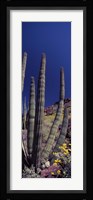 Close up of Organ Pipe cactus, Arizona Framed Print