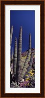 Close up of Organ Pipe cactus, Arizona Fine Art Print
