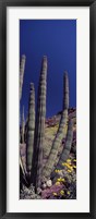 Close up of Organ Pipe cactus, Arizona Framed Print