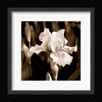 Veronica's Garden I Fine Art Print