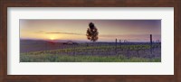 Tree in a vineyard, Val D'Orcia, Siena Province, Tuscany, Italy Fine Art Print
