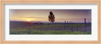 Tree in a vineyard, Val D'Orcia, Siena Province, Tuscany, Italy Fine Art Print