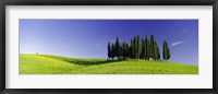 Trees on a landscape, Val D'Orcia, Siena Province, Tuscany, Italy Fine Art Print
