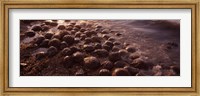 Horseshoe crabs (Limulus polyphemus), spawning, Port Mahon, Delaware River, Delaware, USA Fine Art Print