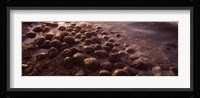 Horseshoe crabs (Limulus polyphemus), spawning, Port Mahon, Delaware River, Delaware, USA Fine Art Print