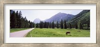 Cows grazing in a field, Karwendel Mountains, Risstal Valley, Hinterriss, Tyrol, Austria Fine Art Print