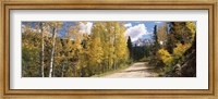 Aspen trees on both sides of a road, Old Lime Creek Road, Cascade, El Paso County, Colorado, USA Fine Art Print