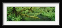 Stream flowing through a rainforest, Hoh Rainforest, Olympic National Park, Washington State, USA Fine Art Print