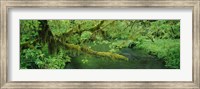 Stream flowing through a rainforest, Hoh Rainforest, Olympic National Park, Washington State, USA Fine Art Print